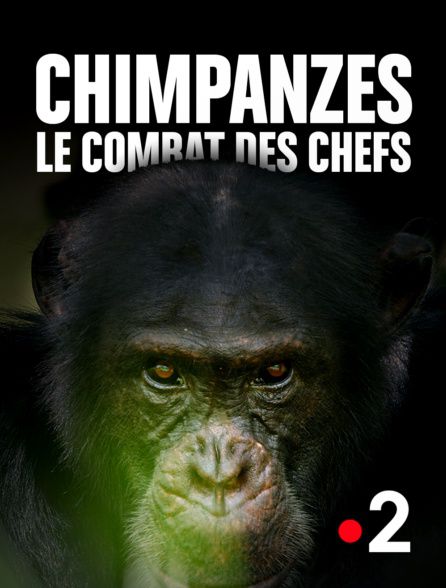 Chimpanzés le combat des chefs